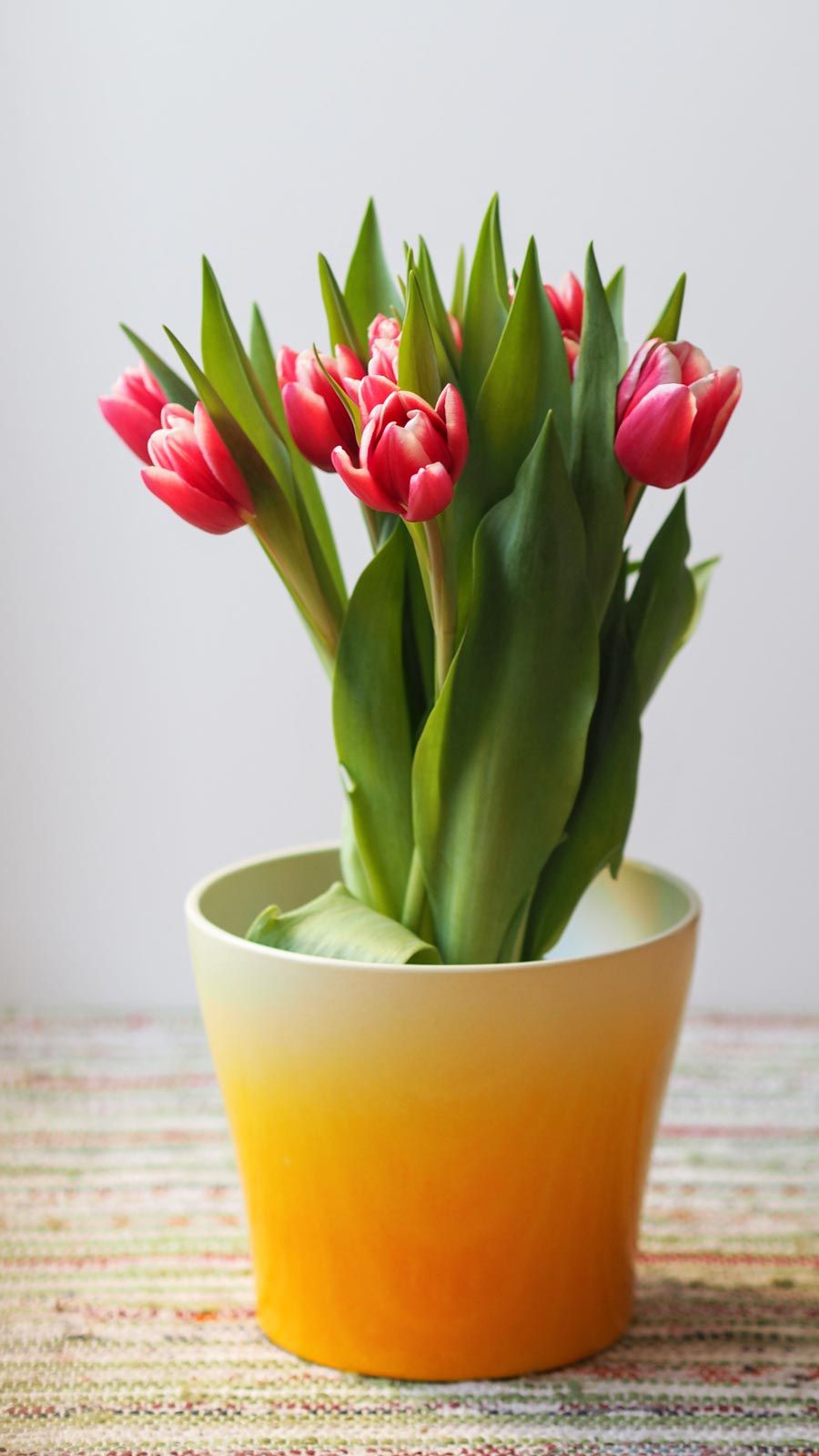 Tulip red pilotx A345