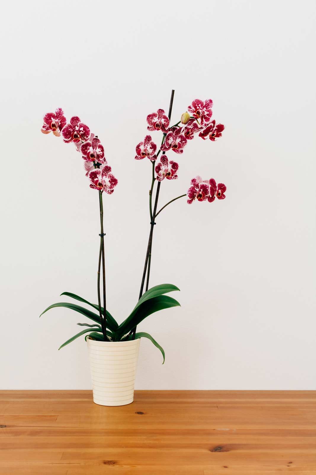 Yellow Orchid #6779
